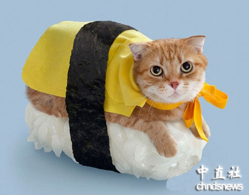 让人垂涎欲滴却不能吃 乖张可爱的猫咪寿司