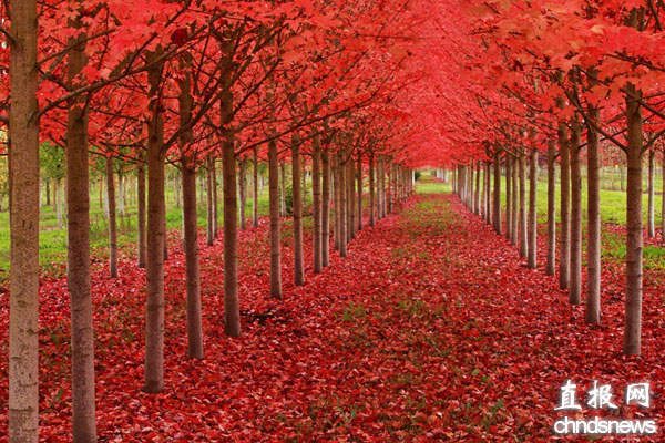世界上最多彩的落叶秋景图
