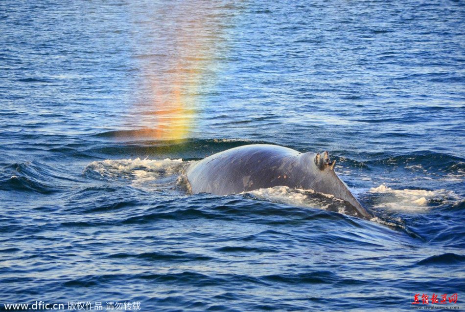  抓拍鲸鱼喷水瞬间：天空乍现美丽彩虹 