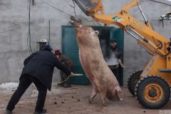  吉林大白猪两年长到735斤 村民用铲车拉猪 