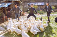  《十二道锋味》8月1日开播 谢霆锋马苏赶鸭子 