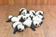  成都大熊猫繁育基地2015级熊猫幼稚园开园 