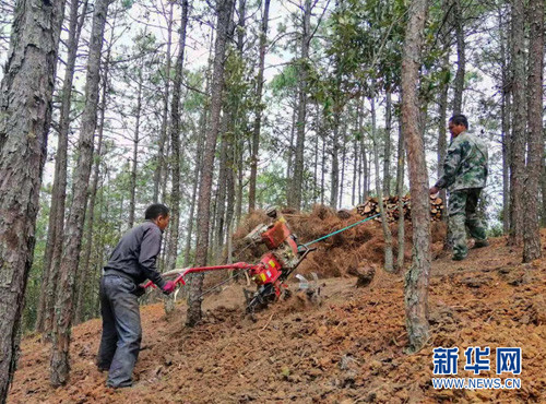 一年之计在于春 康美药业加快中药材种植