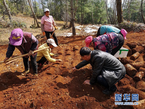 一年之计在于春 康美药业加快中药材种植