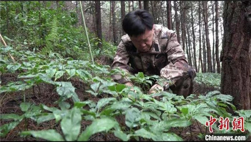 理想聚焦“茶叶+三七+大麻”三棵植物，打造绿色食品牌，共建理想生活